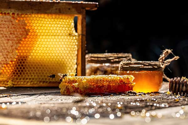 Cata de miel - Talleres de apicultura